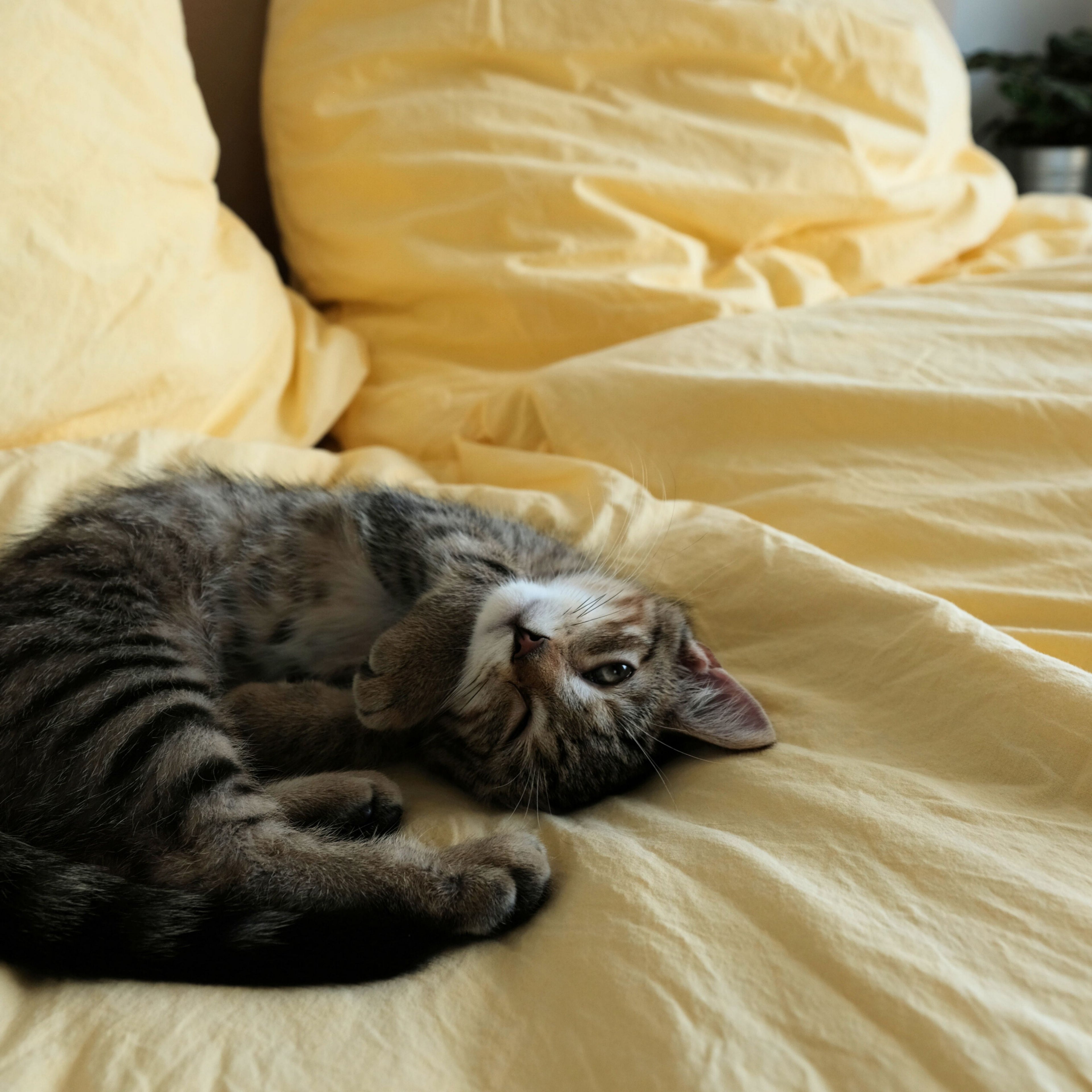 Bettdeckenbezug Gelb